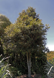 Elaeocarpus dentatus