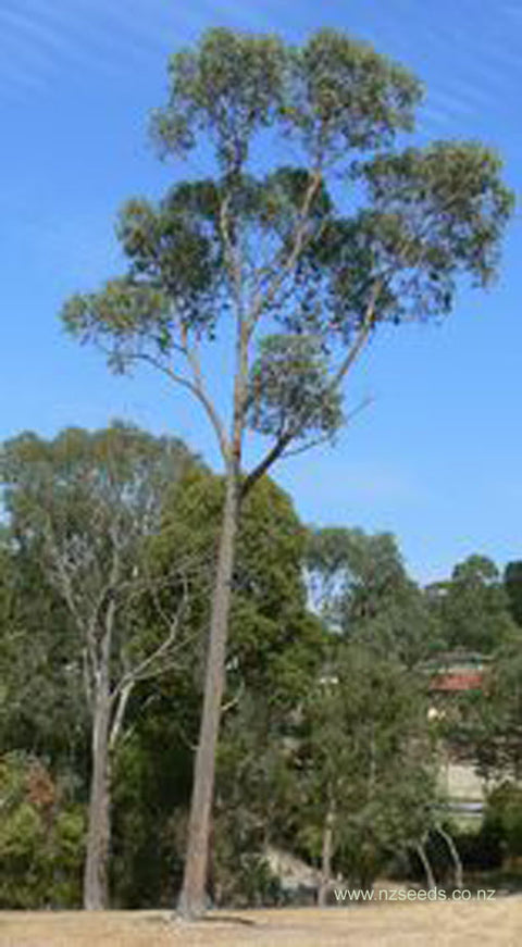 Eucalyptus macrorhyncha