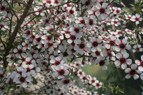 Leptospermum scoparium incanum High-NPA-Northland