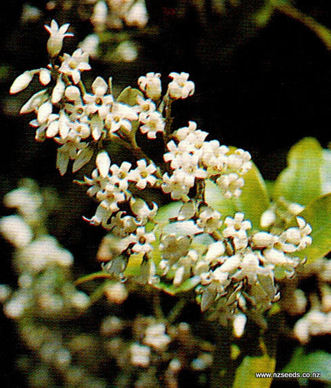 Parsonsia heterophylla