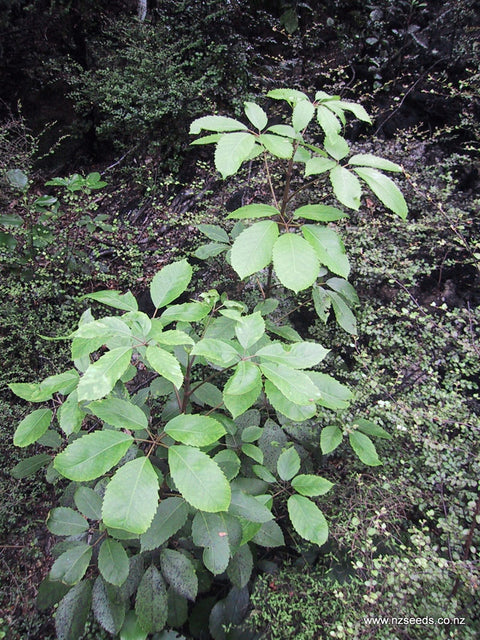 Pseudopanax arboreus