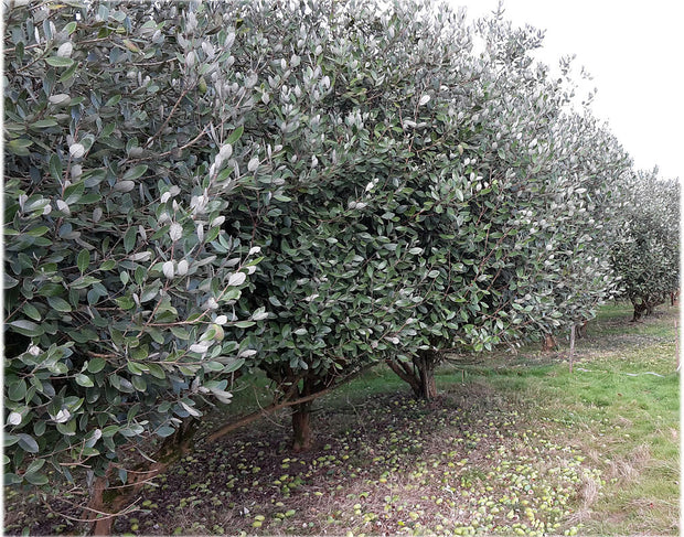 Feijoa Sellowiana