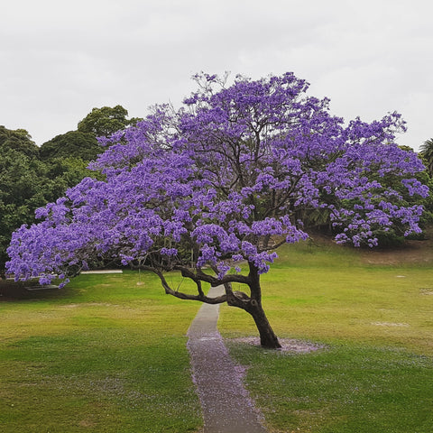 Jacaranda mimosaefolia