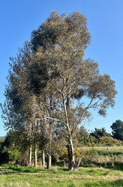 Eucalyptus gunnii