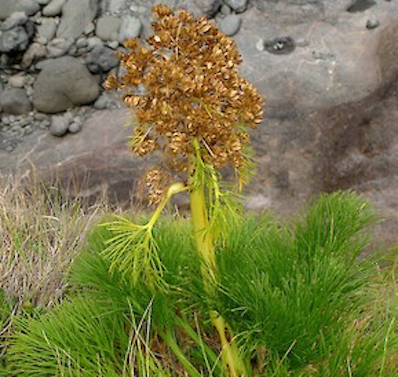 Aciphylla dieffenbachii