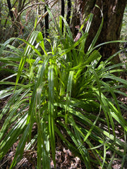 Astelia fragrans