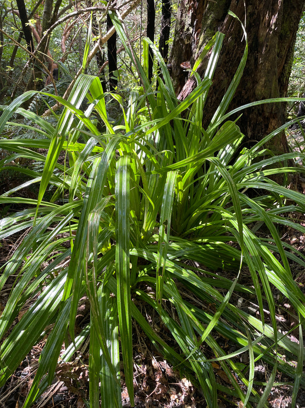Astelia fragrans