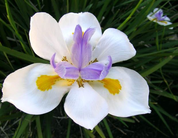 Dietes Grandiflora