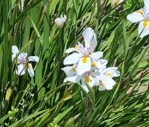 Dietes Grandiflora