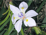 Dietes iridioides