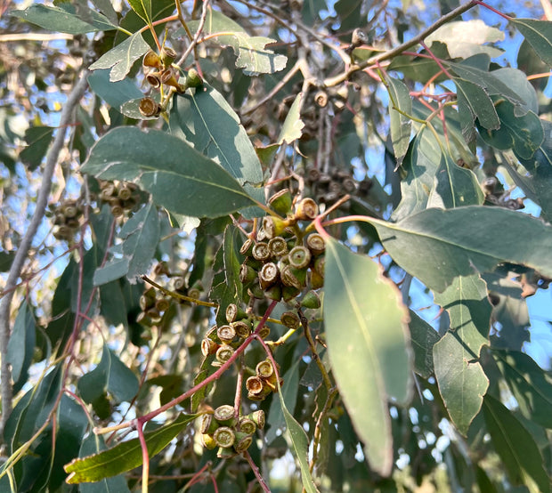 Eucalyptus gunnii