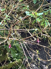 Fuchsia excorticata
