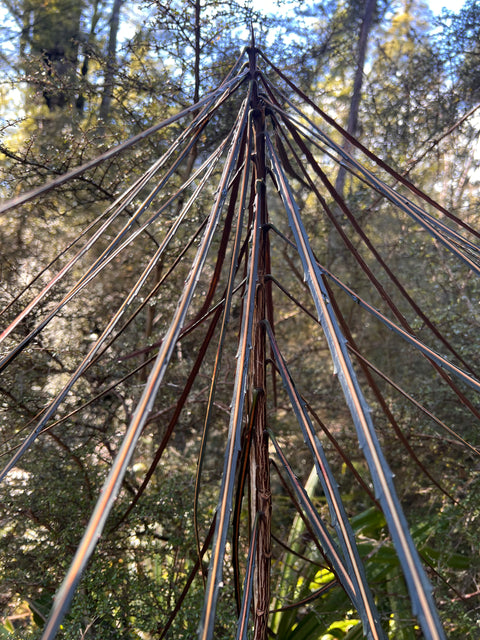 Pseudopanax crassifolius