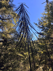 Pseudopanax crassifolius