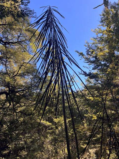 Pseudopanax crassifolius
