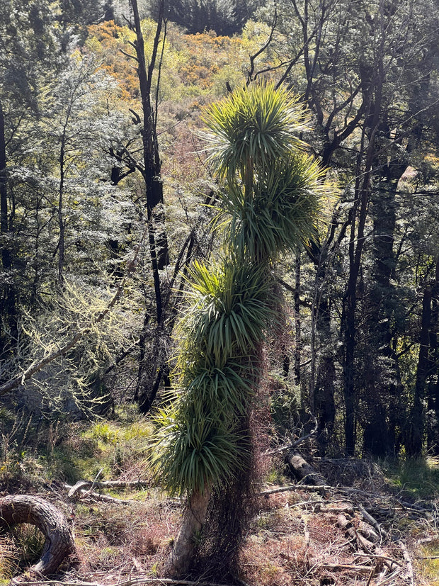 Cordyline australis