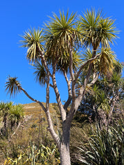 Cordyline australis