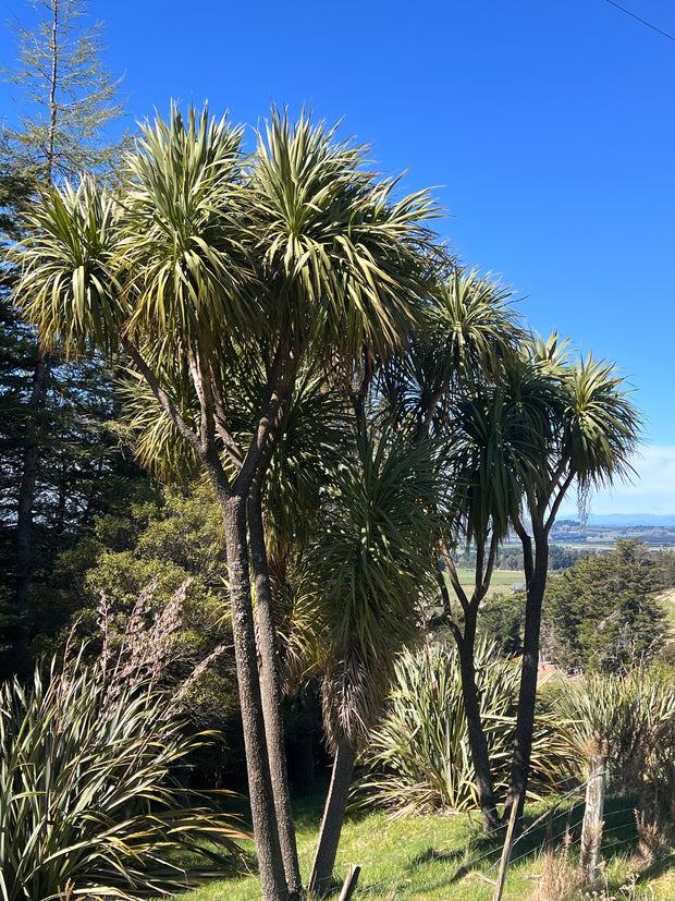 Cordyline australis