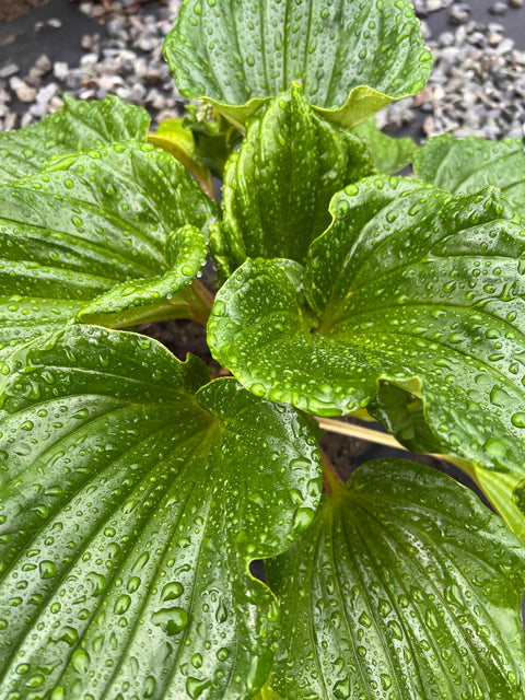 Myosotidium hortensia
