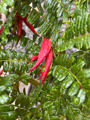 Clianthus puniceus rosea