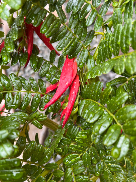 Clianthus puniceus rosea