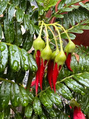 Clianthus puniceus rosea