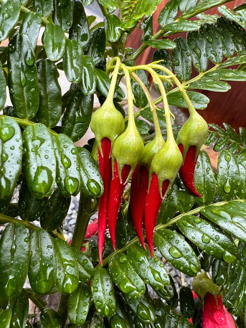 Clianthus puniceus rosea