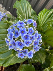 Myosotidium hortensia