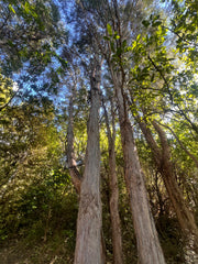 Kunzea robusta