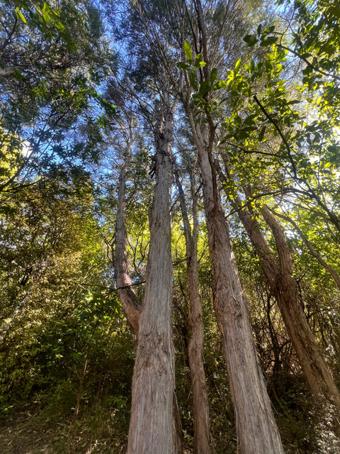 Kunzea robusta