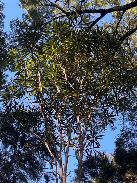 Pseudopanax crassifolius