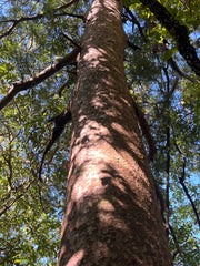 Prumnopitys taxifolia