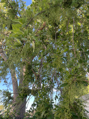 Plagianthus regius