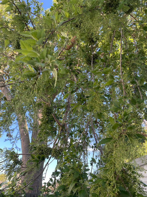 Plagianthus regius
