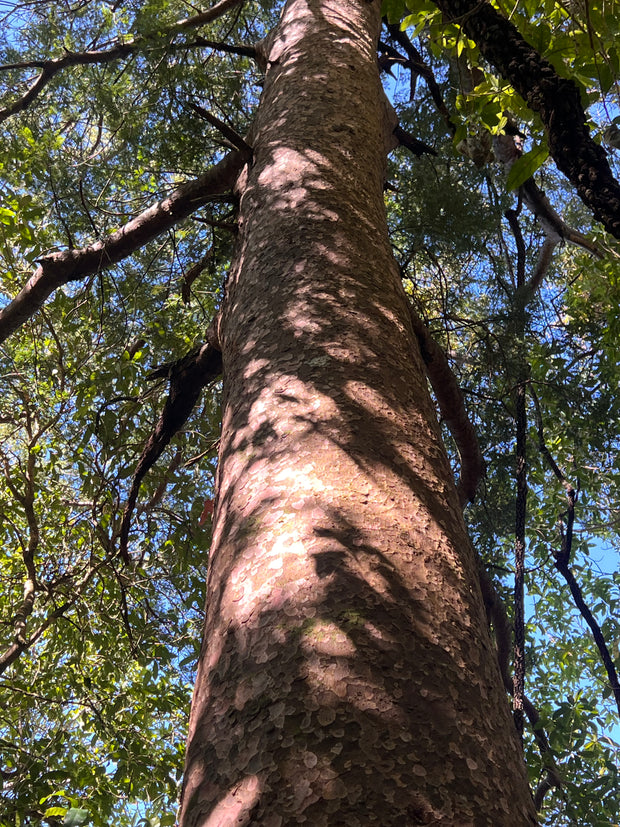 Prumnopitys taxifolia