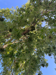 Plagianthus regius