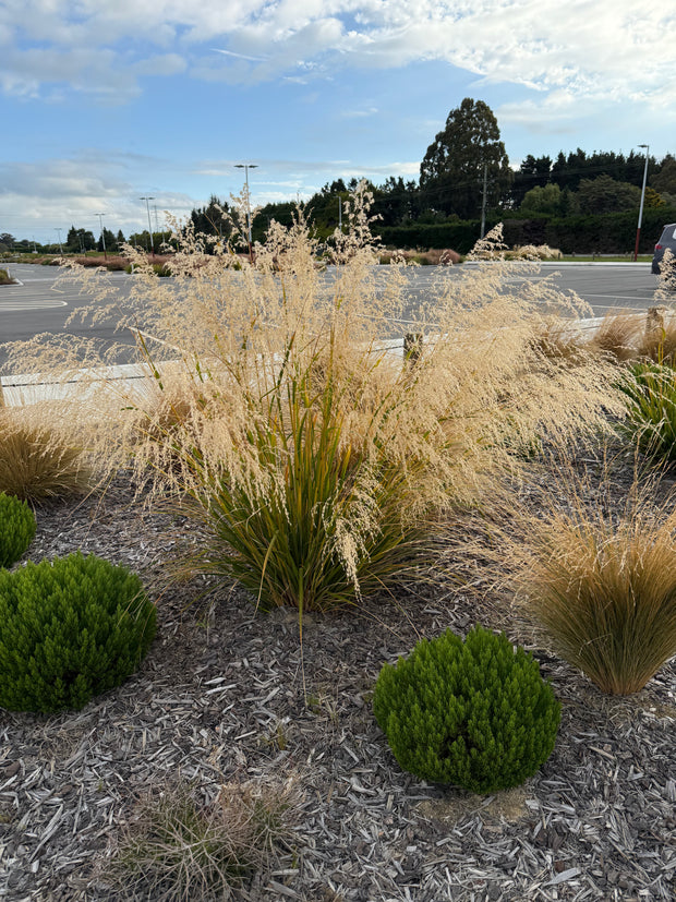 Chionochloa conspicua