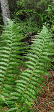 Cyathea dealbata