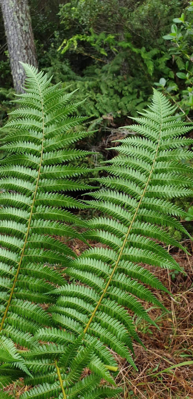 Cyathea dealbata