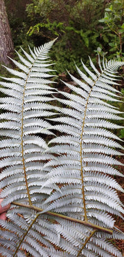 Cyathea dealbata