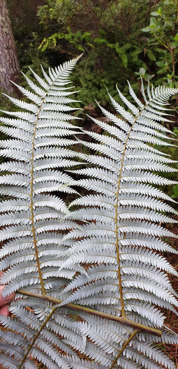 Cyathea dealbata
