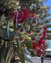 Metrosideros excelsa-Red
