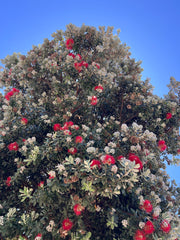 Metrosideros excelsa-Red