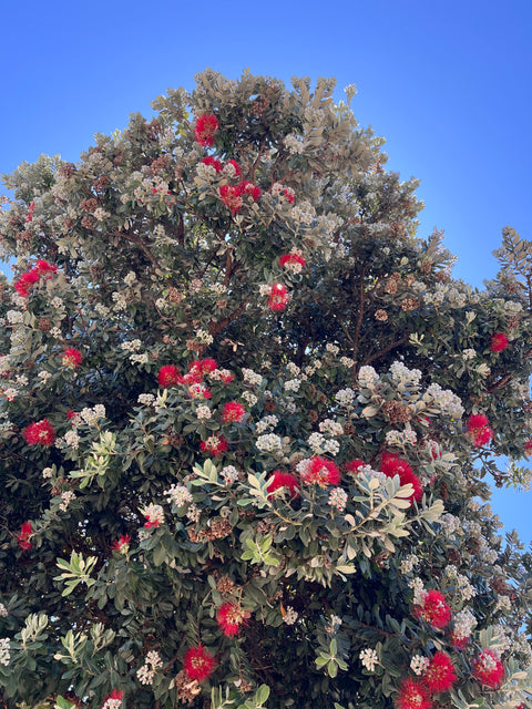Metrosideros excelsa-Red