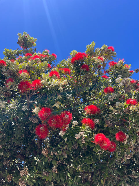 Metrosideros excelsa-Red