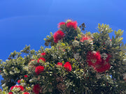 Metrosideros excelsa-Red