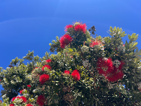 Metrosideros excelsa-Red