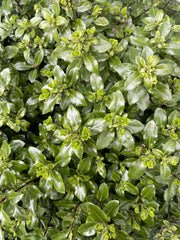 Pittosporum tenuifolium