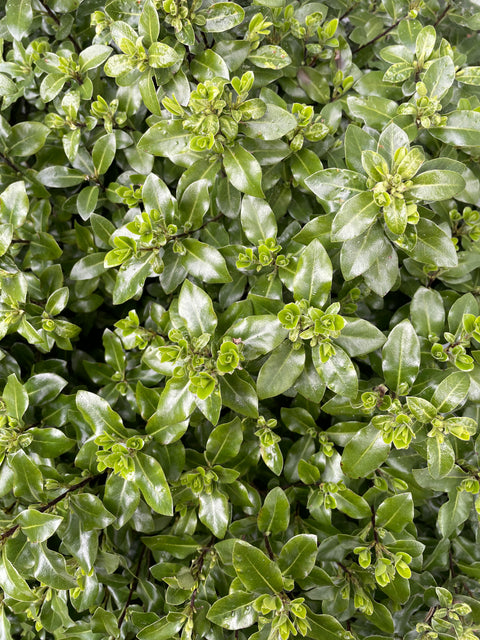 Pittosporum tenuifolium