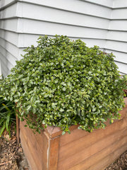 Pittosporum tenuifolium